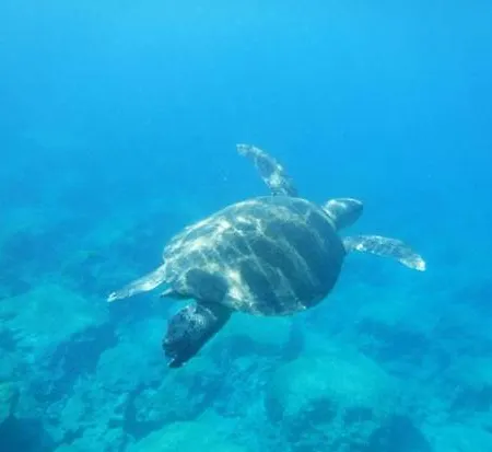 Villa Riverland Turtle Villa-1min Walk To *
