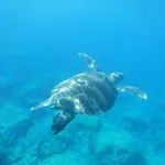 فيلة Riverland Turtle Villa-1min Walk To *