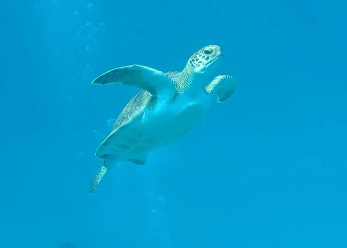 Riverland Turtle Villa-1min Walk To Protaras