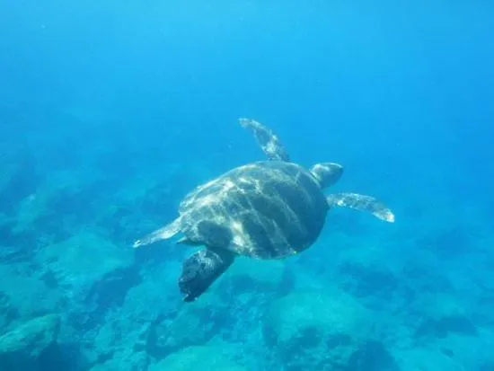 וילה Riverland Turtle Villa-1min Walk To *