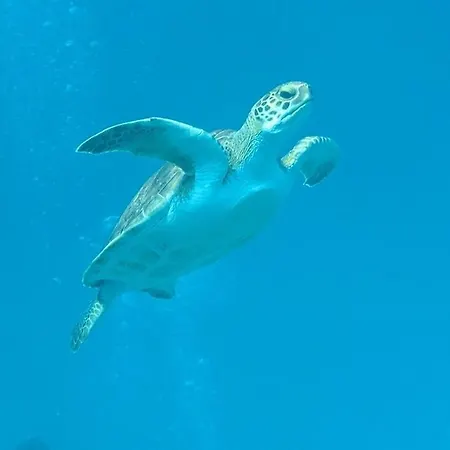 Riverland Turtle Villa-1min Walk To Protaras